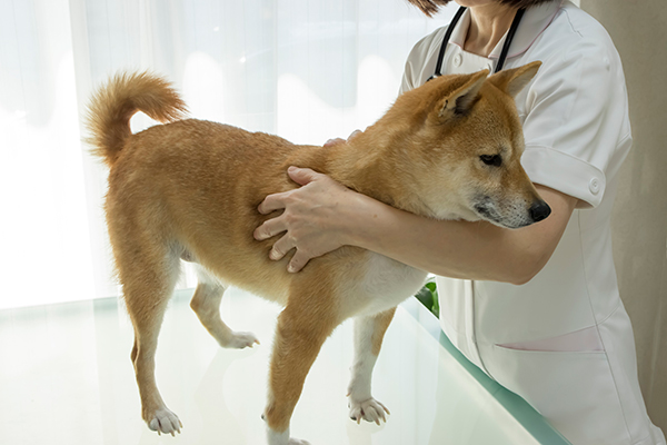 ワンちゃんが健康で長生きするための栄養が豊富なんです。